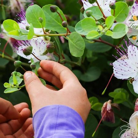 Zagare E Limoni Διαμέρισμα Ostuni Εξωτερικό φωτογραφία