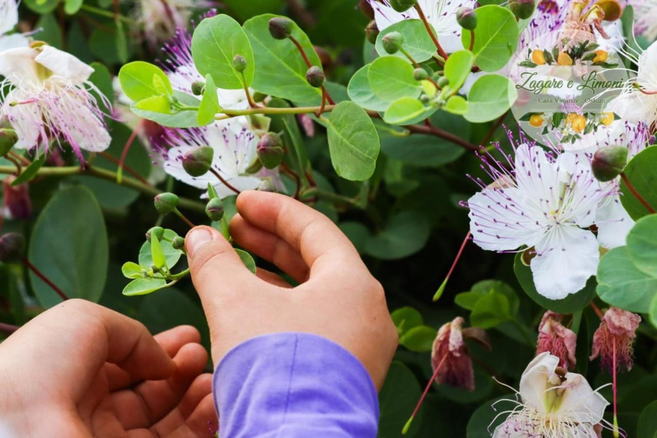 Zagare E Limoni Διαμέρισμα Ostuni Εξωτερικό φωτογραφία